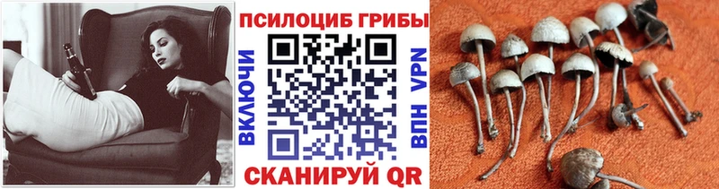 Галлюциногенные грибы Cubensis  Людиново 